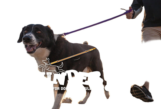 WACKYwalk'r WUNDERleash No-Pull Dog Leash - 4-7 ft Shock Absorbing