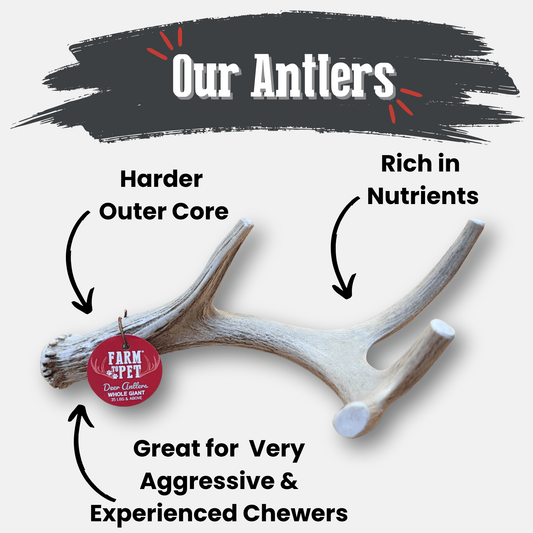 Farm to Pet Organic Whole Deer Antler Dog Chews - Large/XL