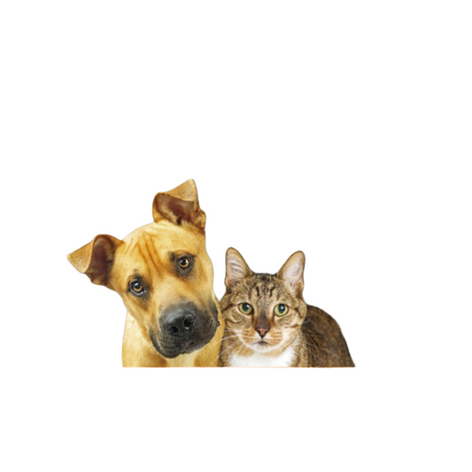 Hista Paws Supplement for Dogs and Cats - with Quercetin & Nettles