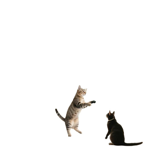 FlyChase Interactive Hanging Bird Cat Toy - Electric Door Mount