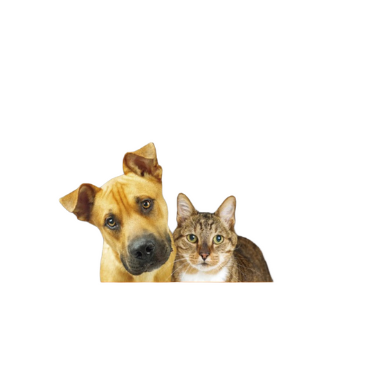 Omega Pawz Liquid Omega 3 Fish Oil for Dogs and Cats - Lemon