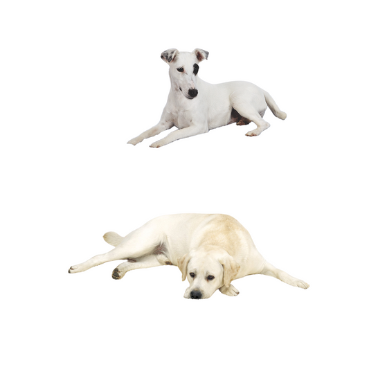 HuggleFleece Mat - Synthetic Lambswool Cat & Dog Bed Mat