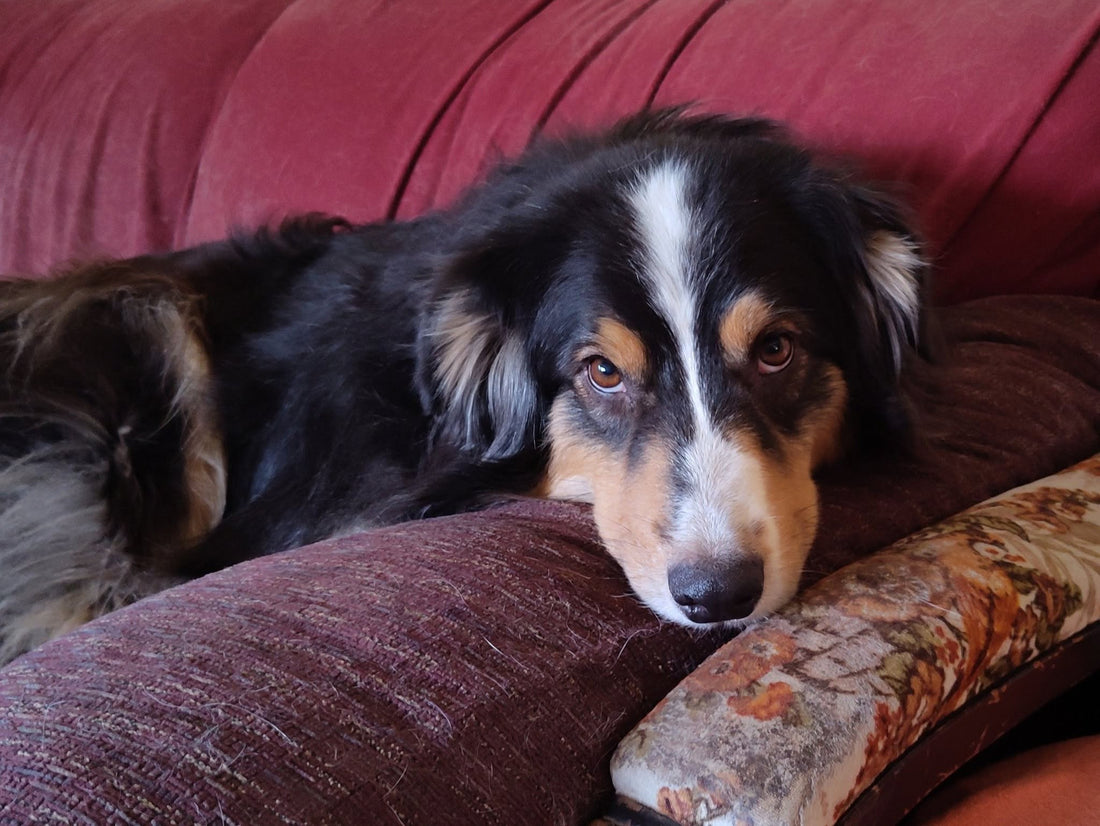 How I Stopped My Reactive Dog From Rushing the Front Door
