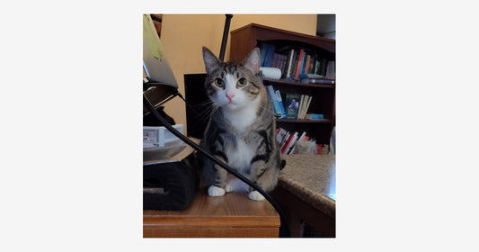 When Does a Stray Kitten Become Feral? Understanding Rescue Cats, Socialization, and Second Chances
