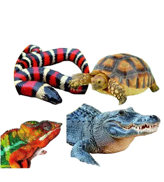 Reptiles by Janet Riehecky - Illustrated Paperback Book