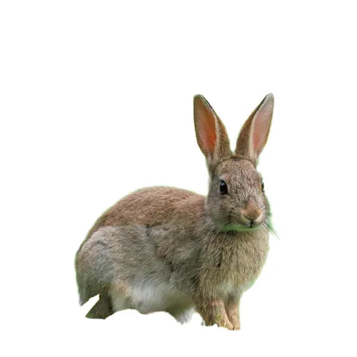 Rabbits by Dalton Rains - Paperback Children's Book