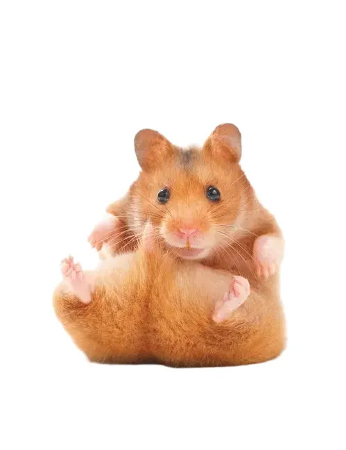 My Favorite Pet: Hamsters by Victoria Marcos - Hardcover