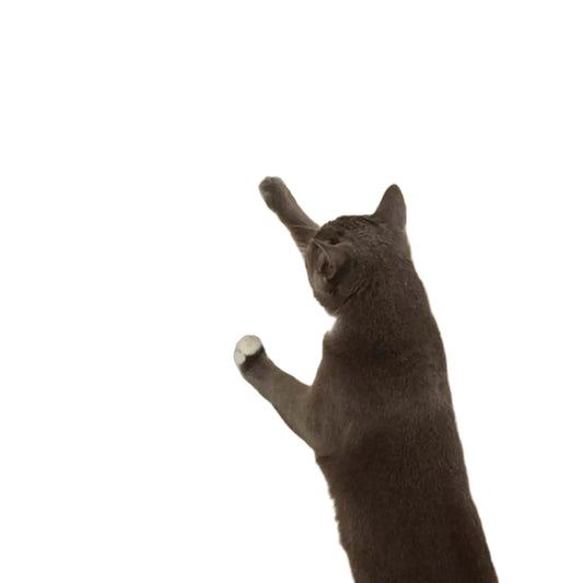 MT Stretch N' Scratch 2Pk