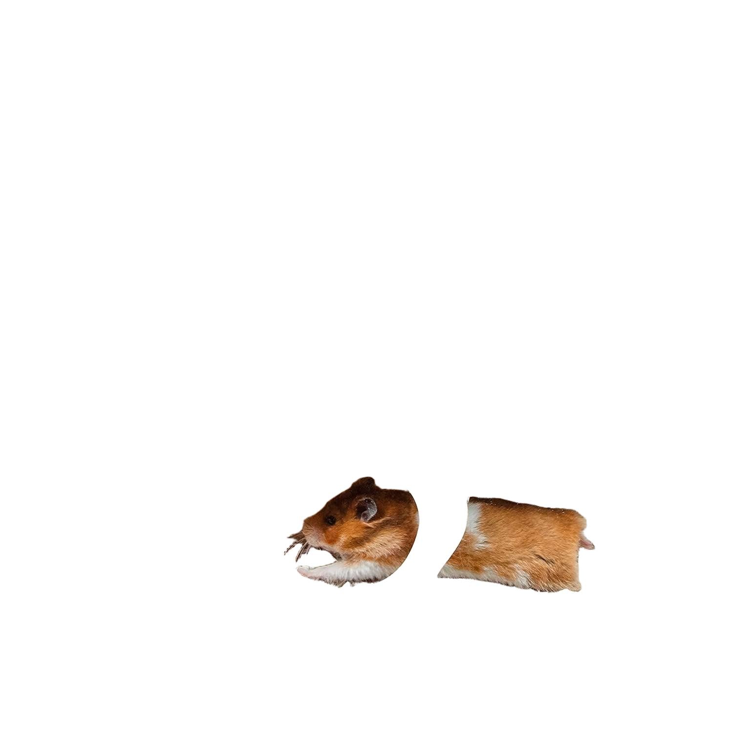 Wags & Whiskers Wooden Hamster House with Climbing Ladder