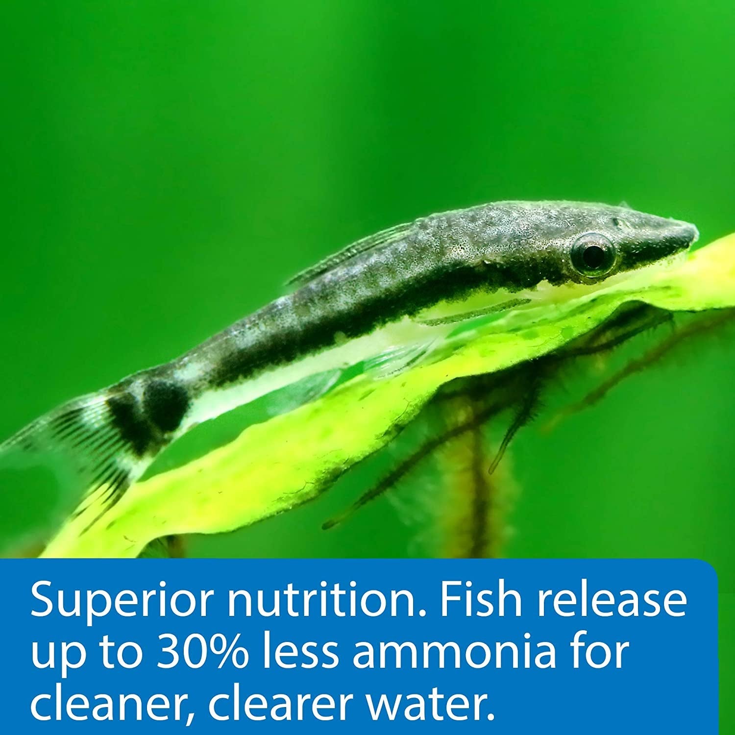 ALGAE EATER WAFERS Algae Wafer Fish Food