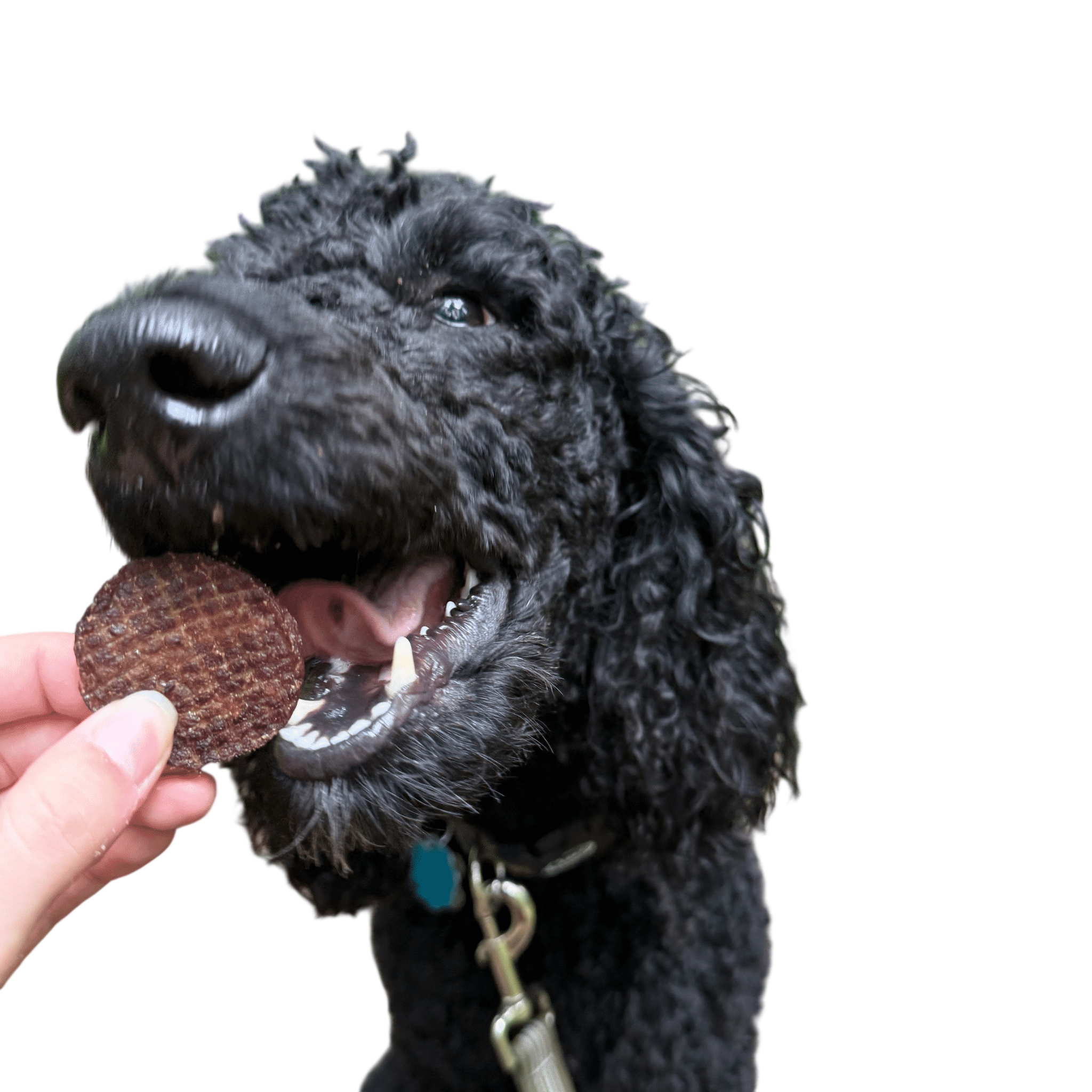 Beef Chips Dog Treats | Single-Ingredient Healthy Treats for Dogs