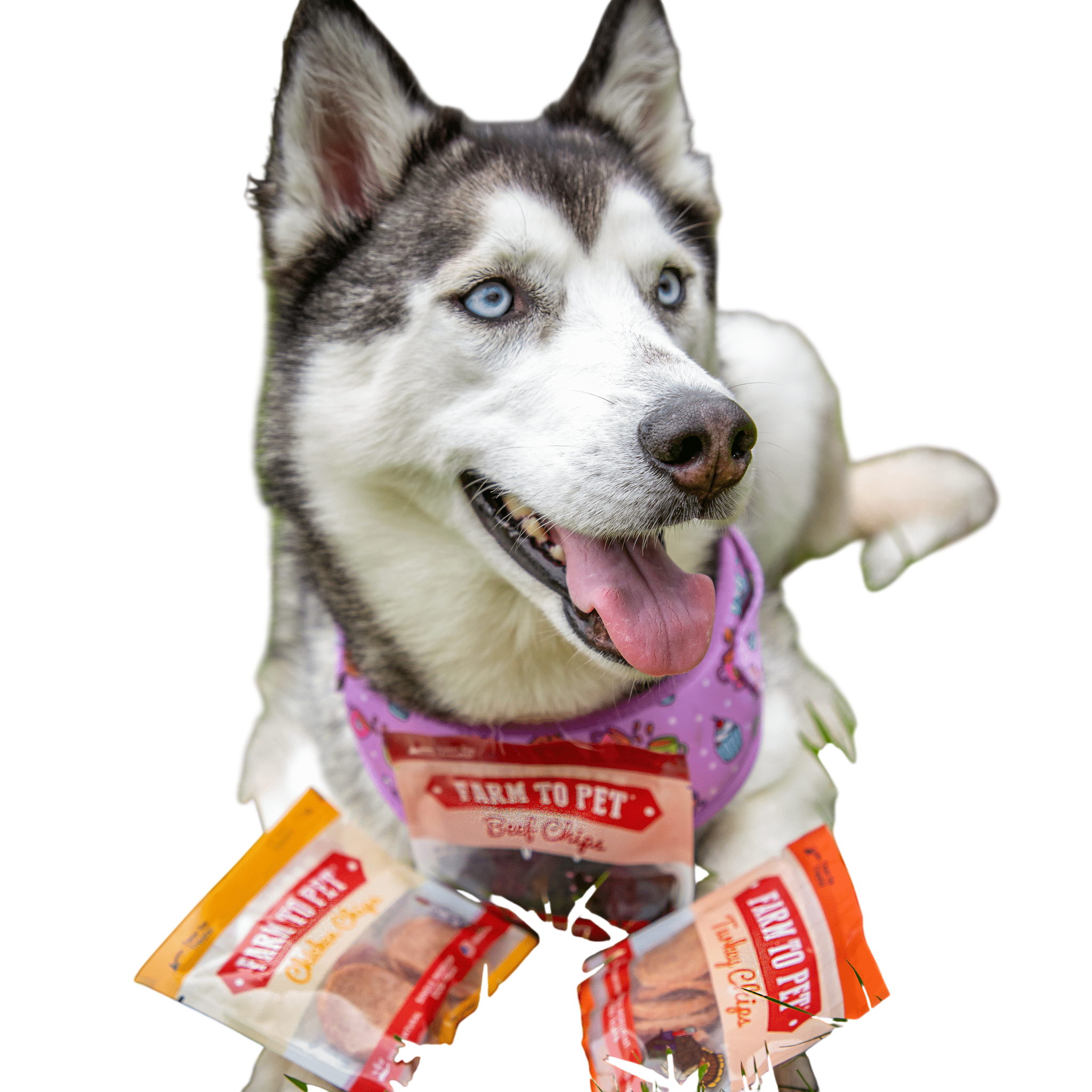 Snack Pack Dog Treat Sampler