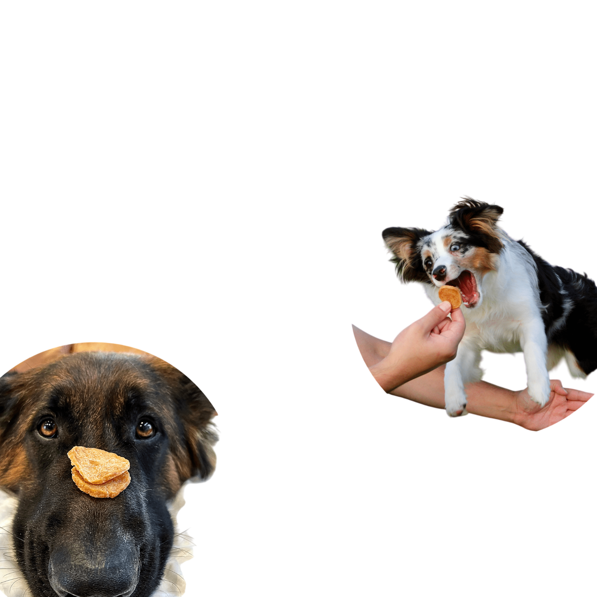 Chicken Chips for Dogs | All-Natural Single-Ingredient Dog Treats