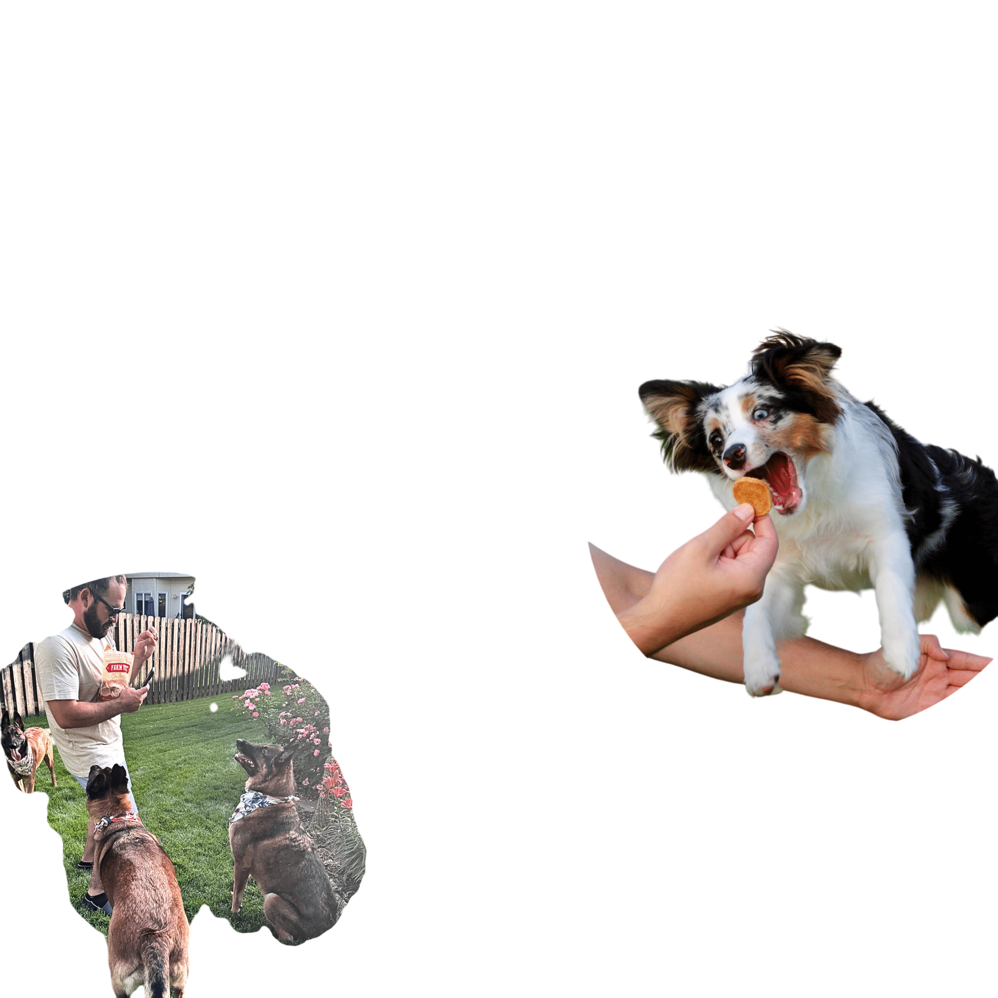 Chicken Chips for Dogs | All-Natural Single-Ingredient Dog Treats