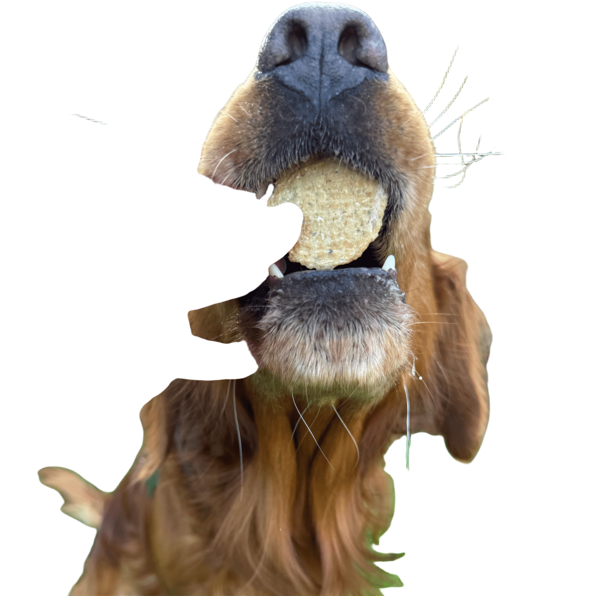 Farm to Pet Fish Chips - Wild-Caught Walleye Dog Treats
