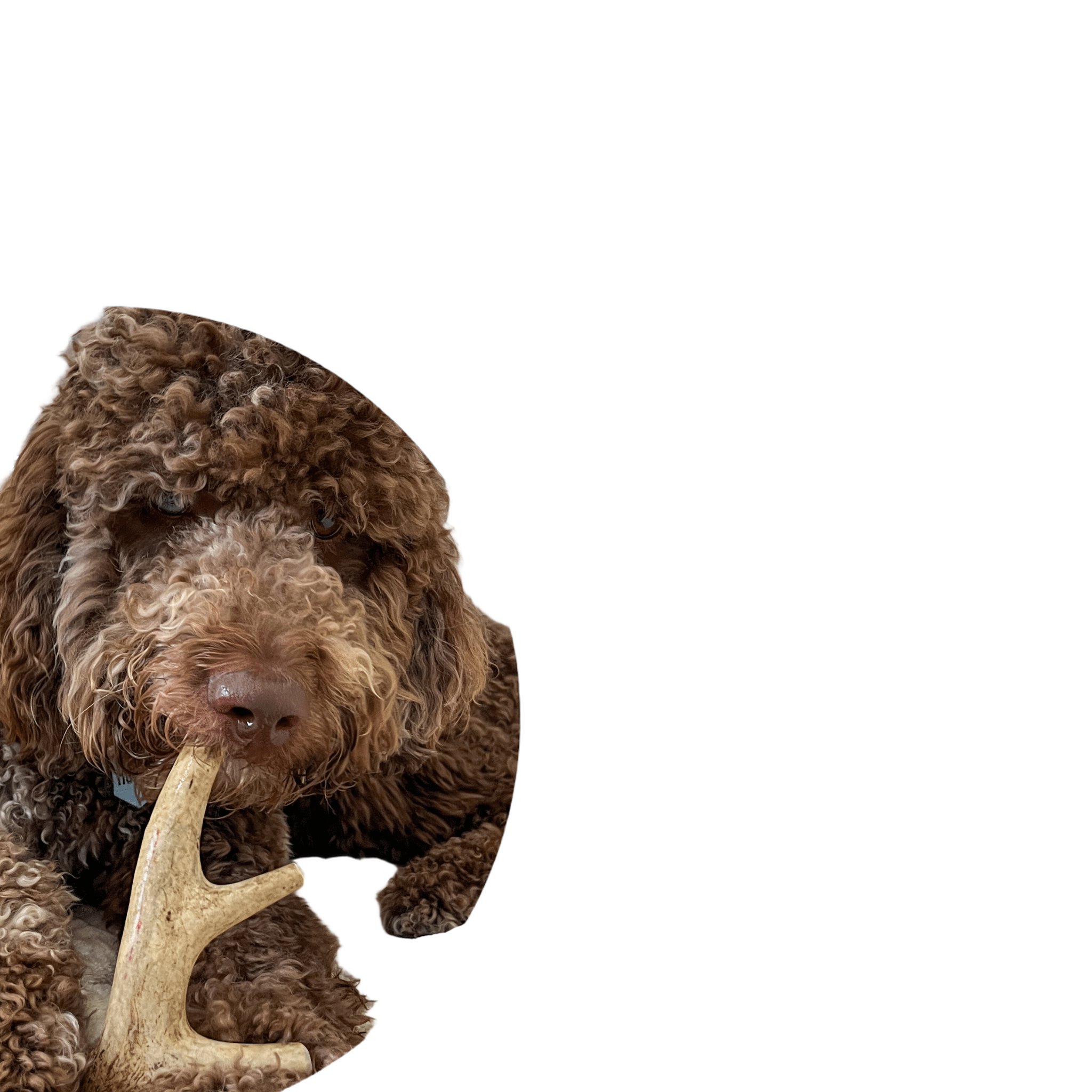 Farm to Pet Organic Whole Deer Antler Dog Chews - Large/XL