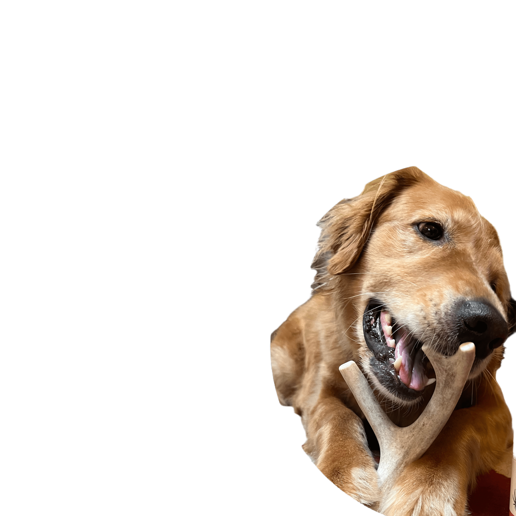 Farm to Pet Organic Whole Deer Antler Dog Chews - Large/XL