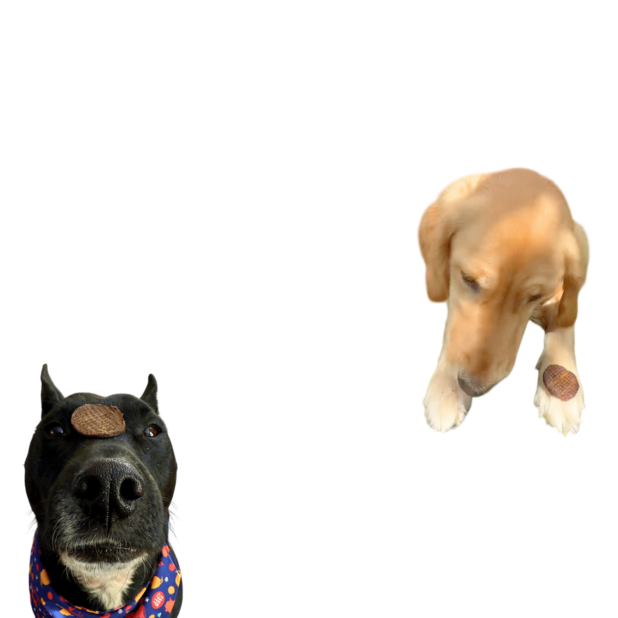 Beef Chips Dog Treats | Single-Ingredient Healthy Treats for Dogs