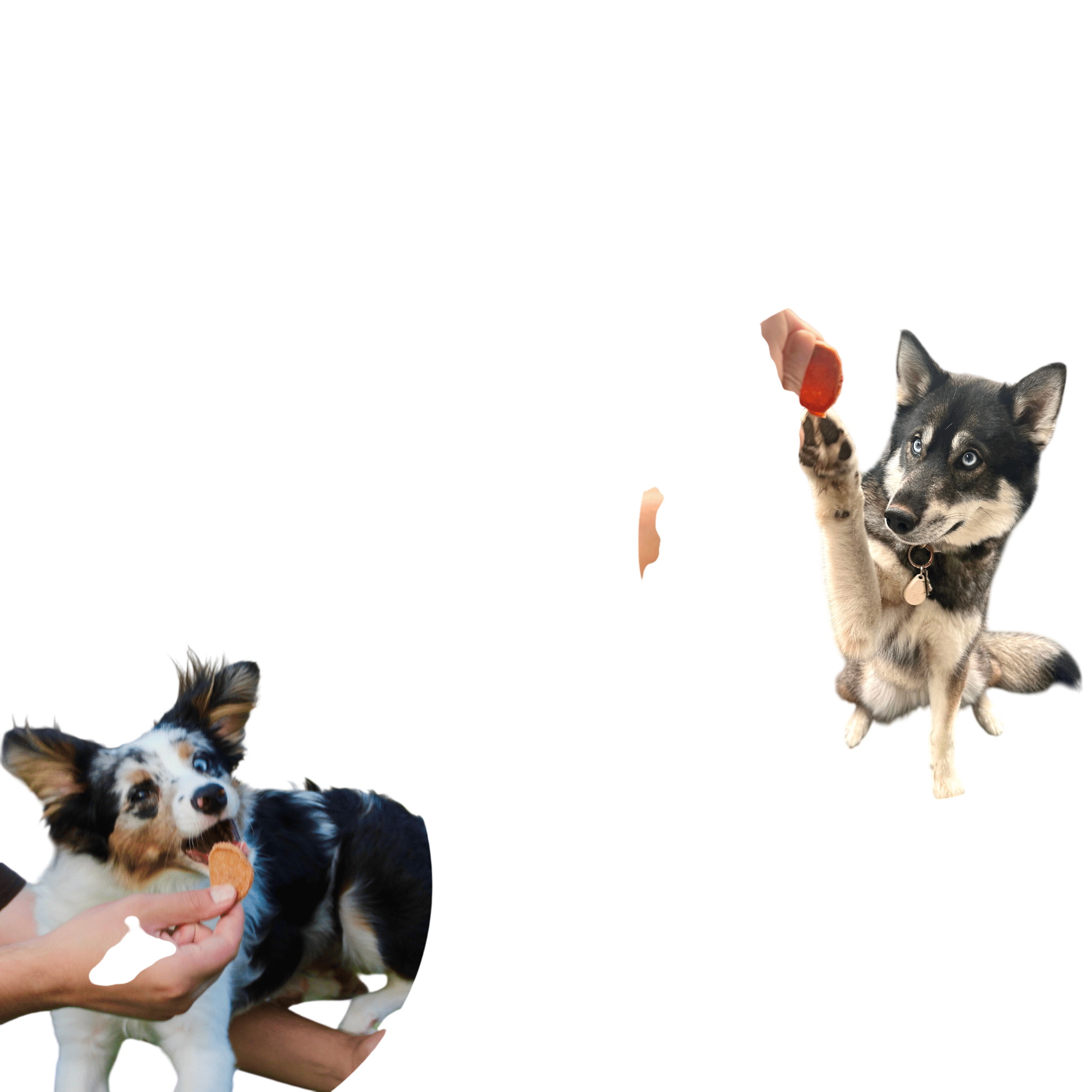 Turkey & Chicken Chip Dog Treat Duo | Single-Ingredient Poultry Treats for Dogs