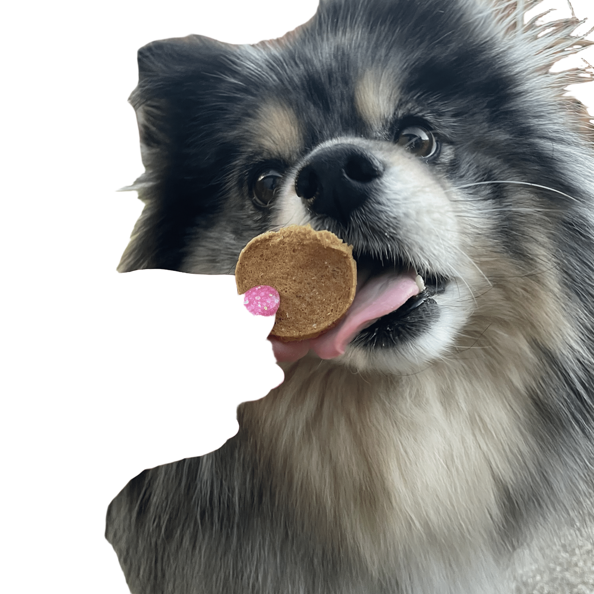 Farm to Pet Fish Chips - Wild-Caught Walleye Dog Treats