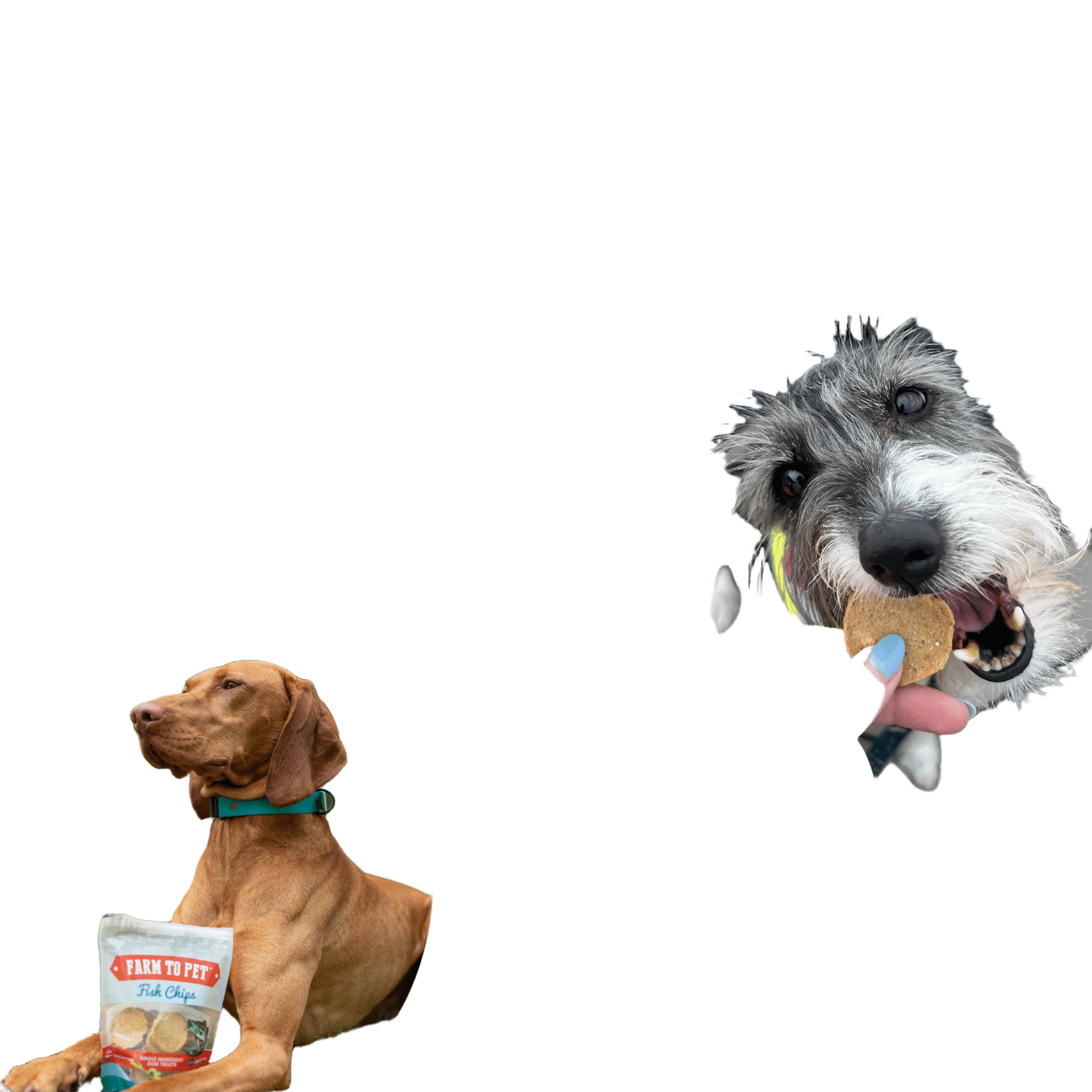 Farm to Pet Fish Chips - Wild-Caught Walleye Dog Treats
