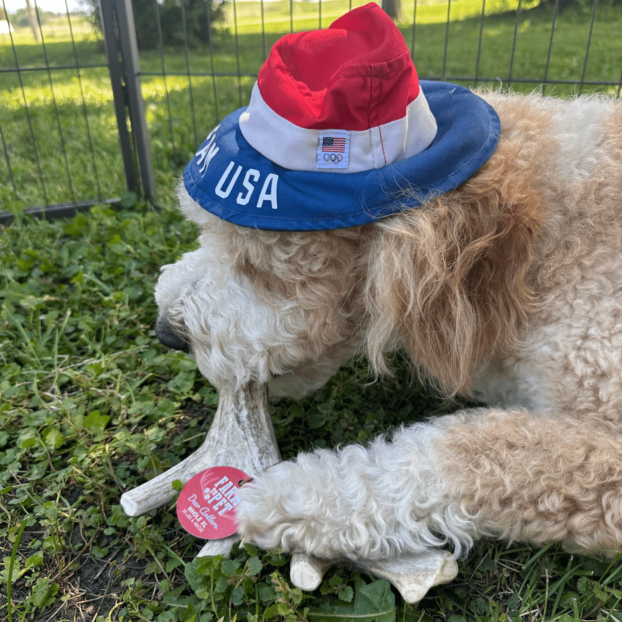 Deer Antler Dog Chews | Organic Chews for Dogs
