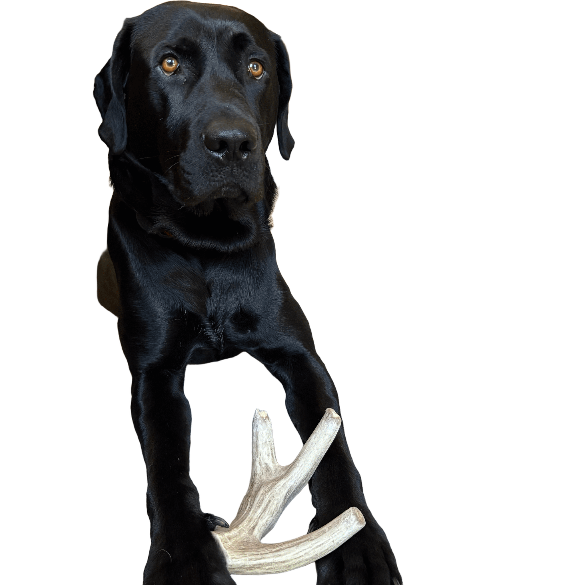 Farm to Pet Organic Whole Deer Antler Dog Chews - Large/XL