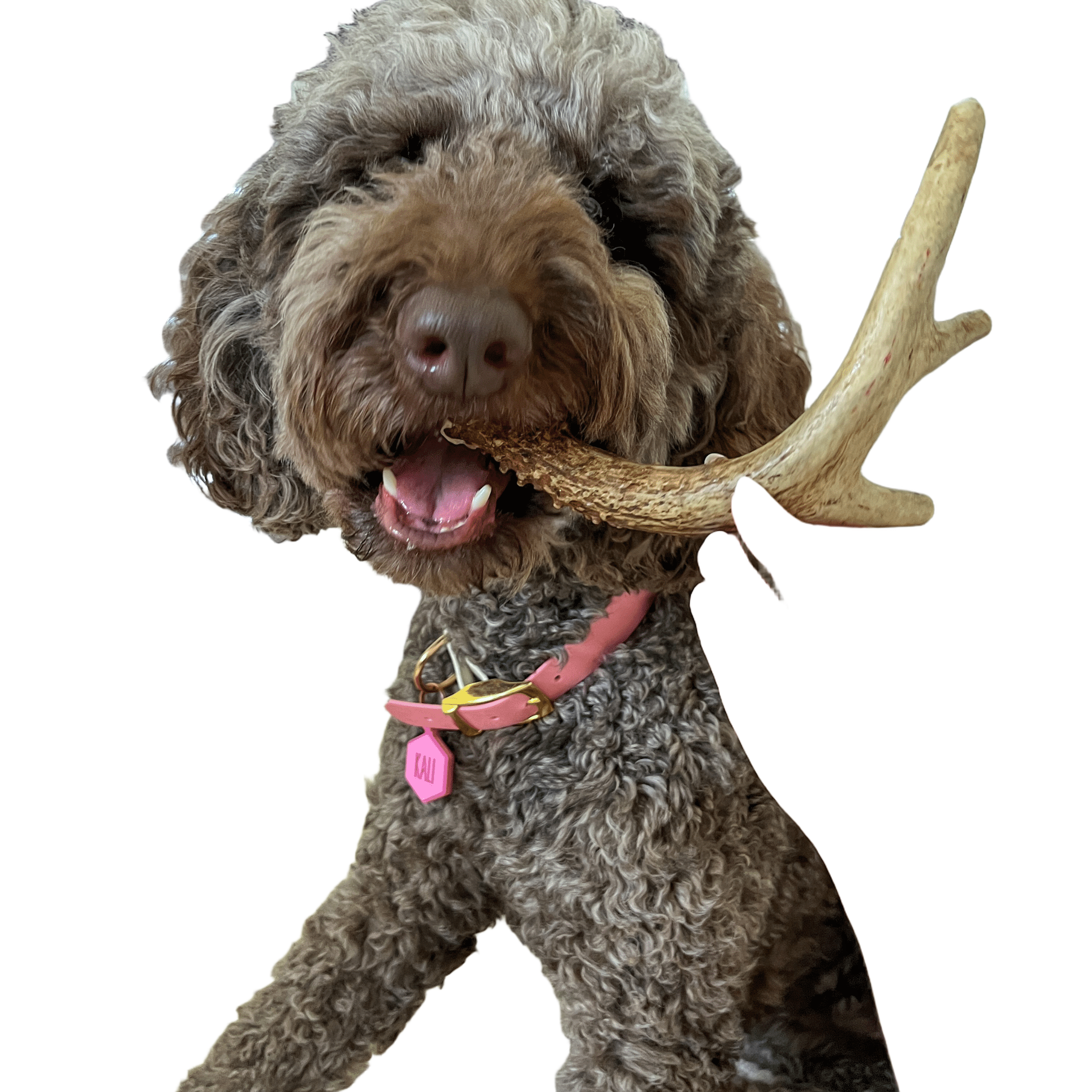 Farm to Pet Organic Whole Deer Antler Dog Chews - Large/XL