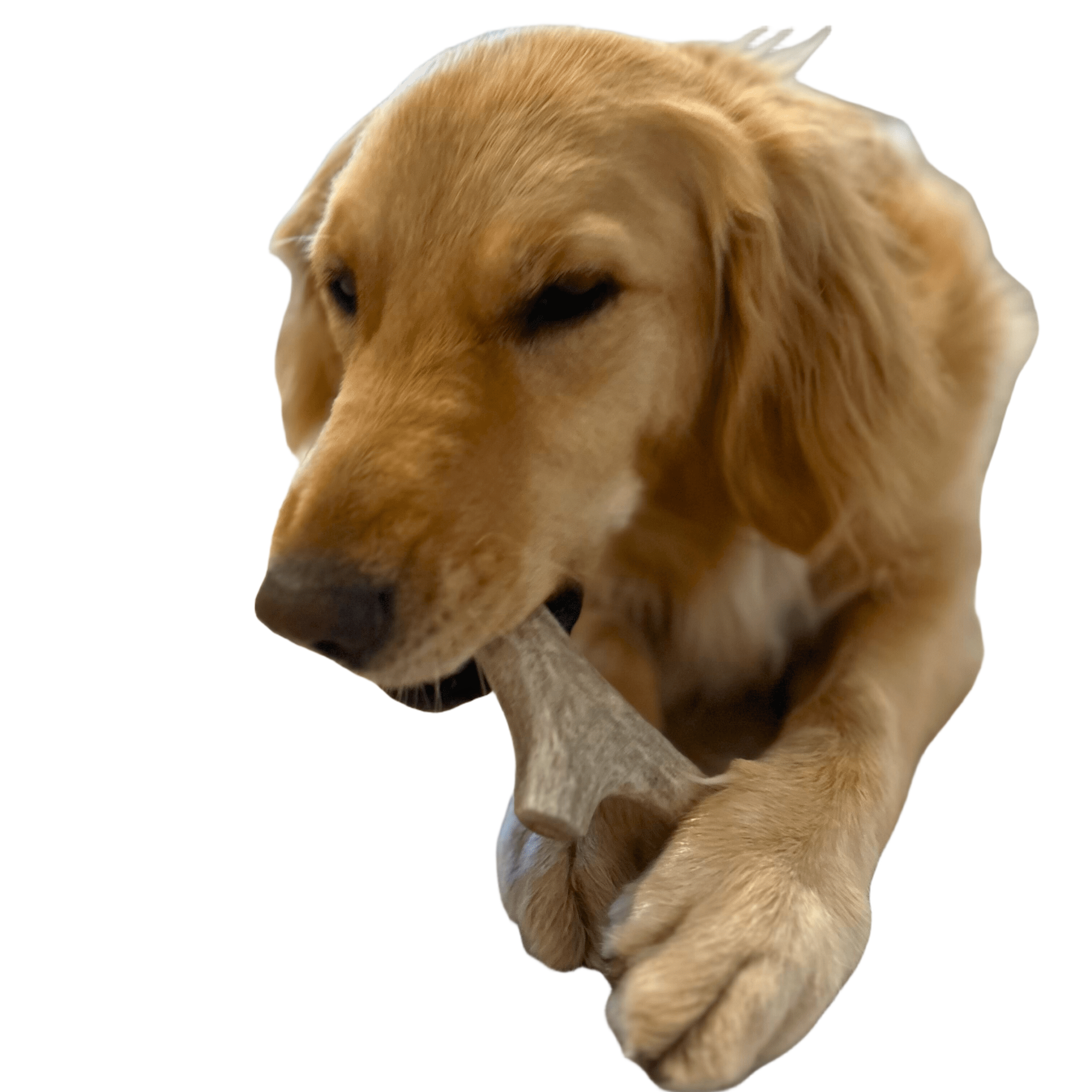 Farm to Pet Organic Whole Deer Antler Dog Chews - Large/XL
