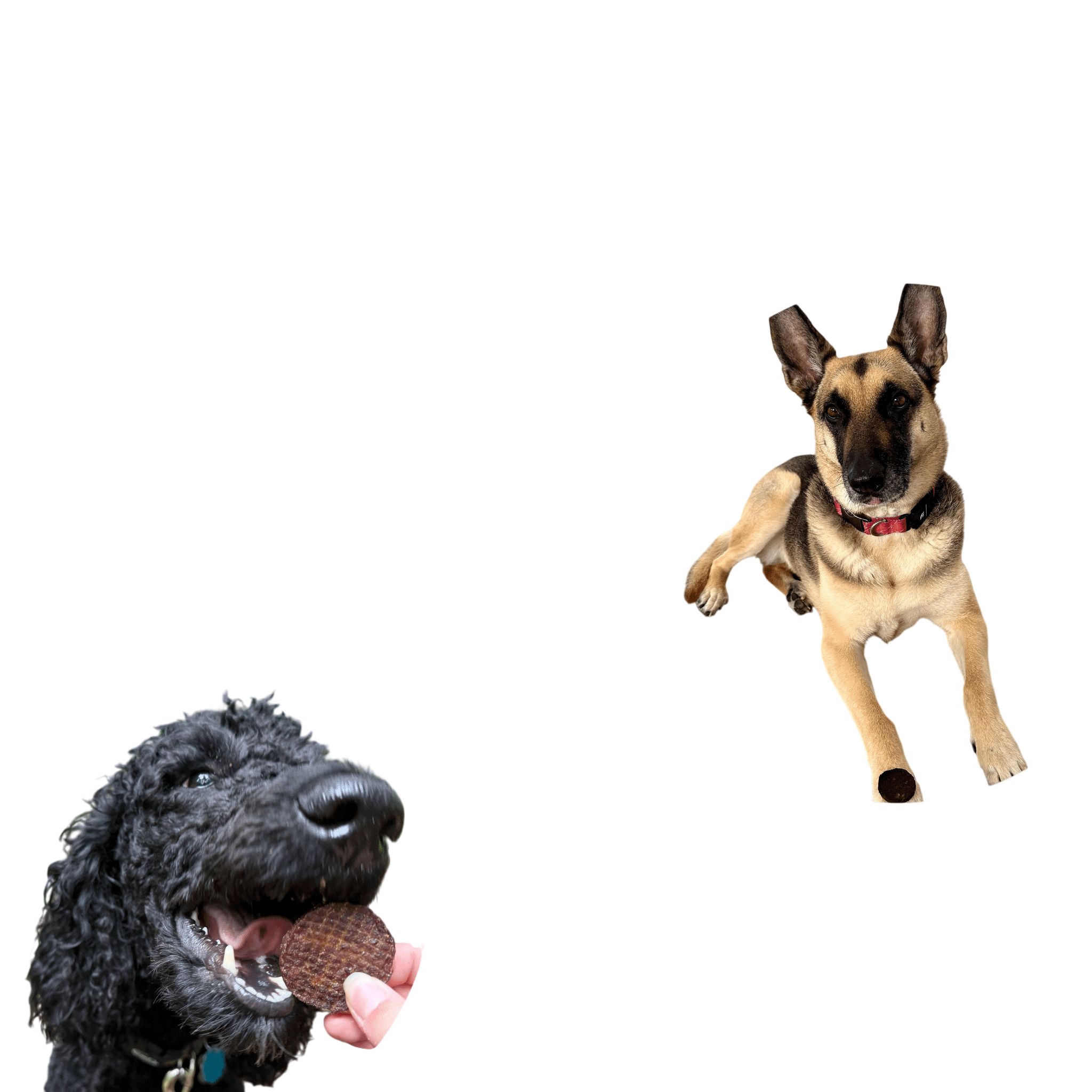 Beef Chips Dog Treats | Single-Ingredient Healthy Treats for Dogs