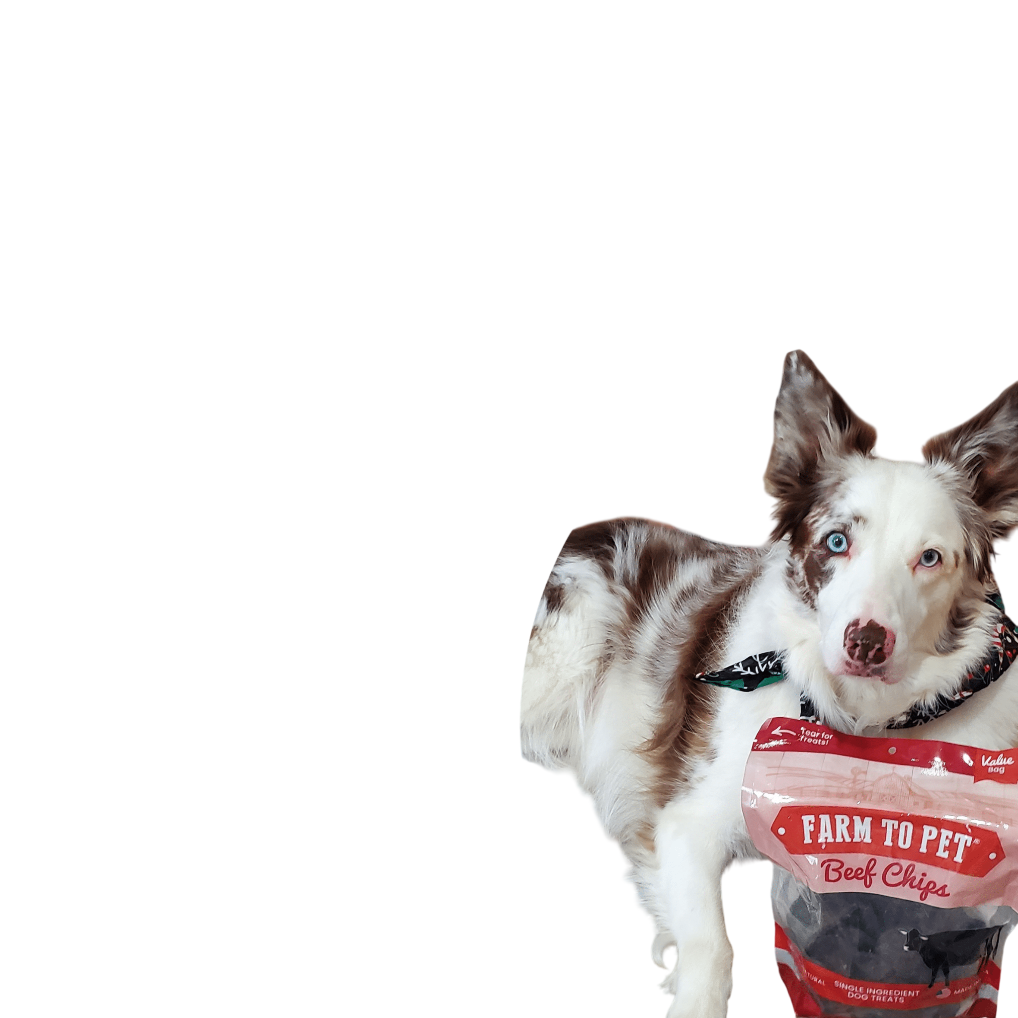 Beef Chips Dog Treats | Single-Ingredient Healthy Treats for Dogs