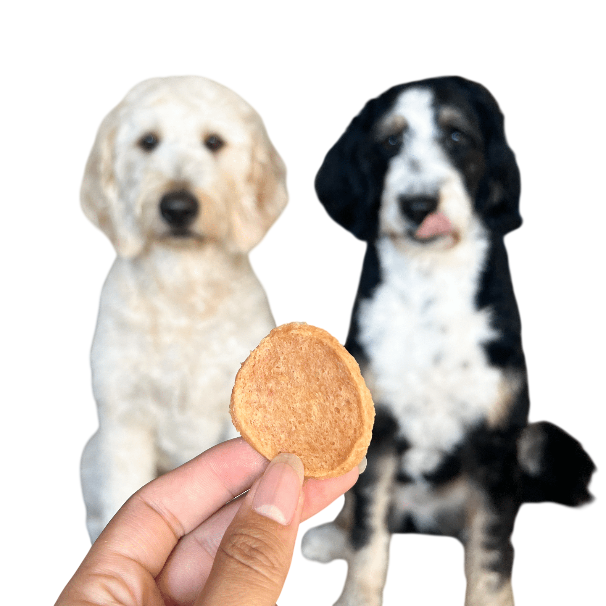 Chicken Chips for Dogs | All-Natural Single-Ingredient Dog Treats