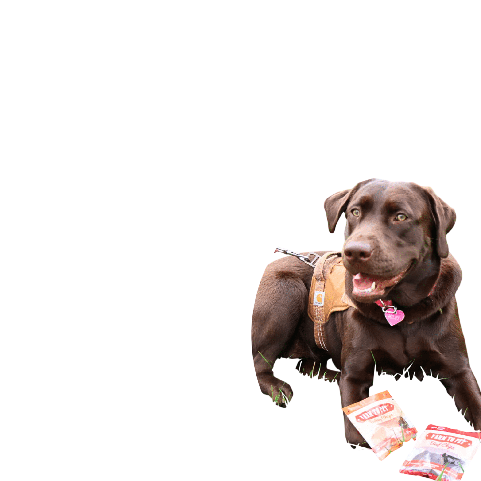 Snack Pack Dog Treat Sampler