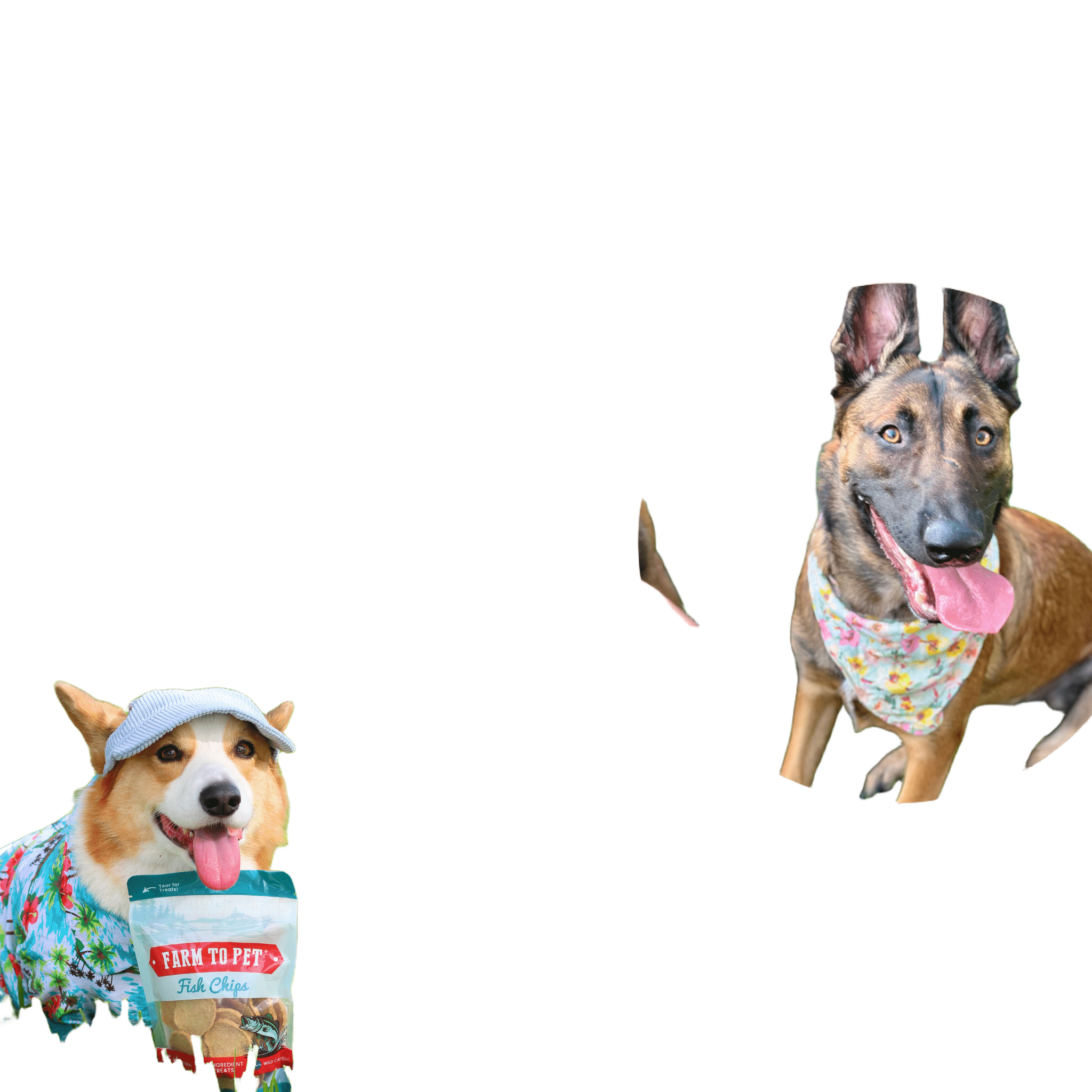 Farm to Pet Fish Chips - Wild-Caught Walleye Dog Treats