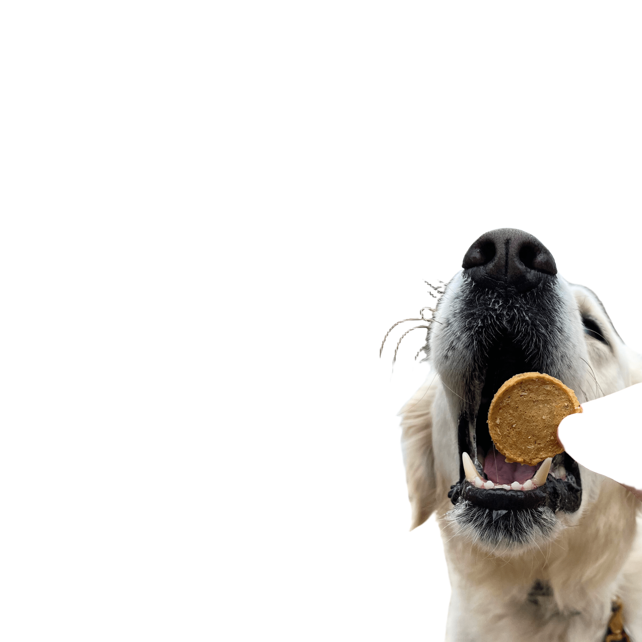 Farm to Pet Fish Chips - Wild-Caught Walleye Dog Treats
