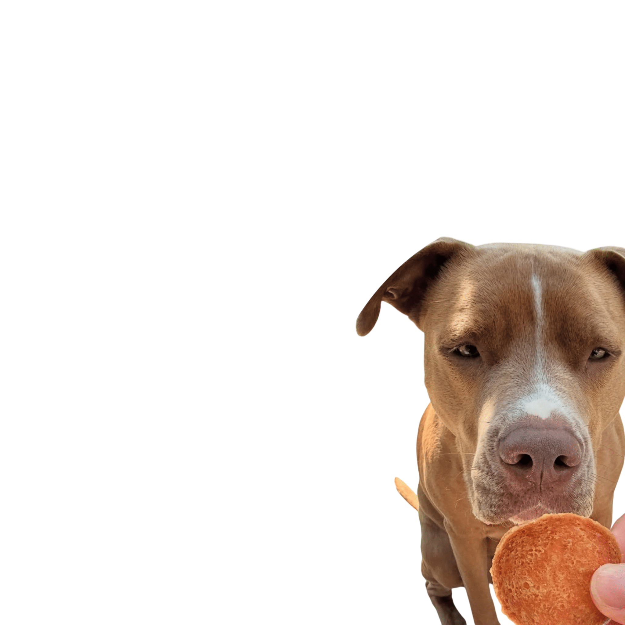 Turkey Chips for Dogs | All-Natural Single-Ingredient Healthy Dog Treats