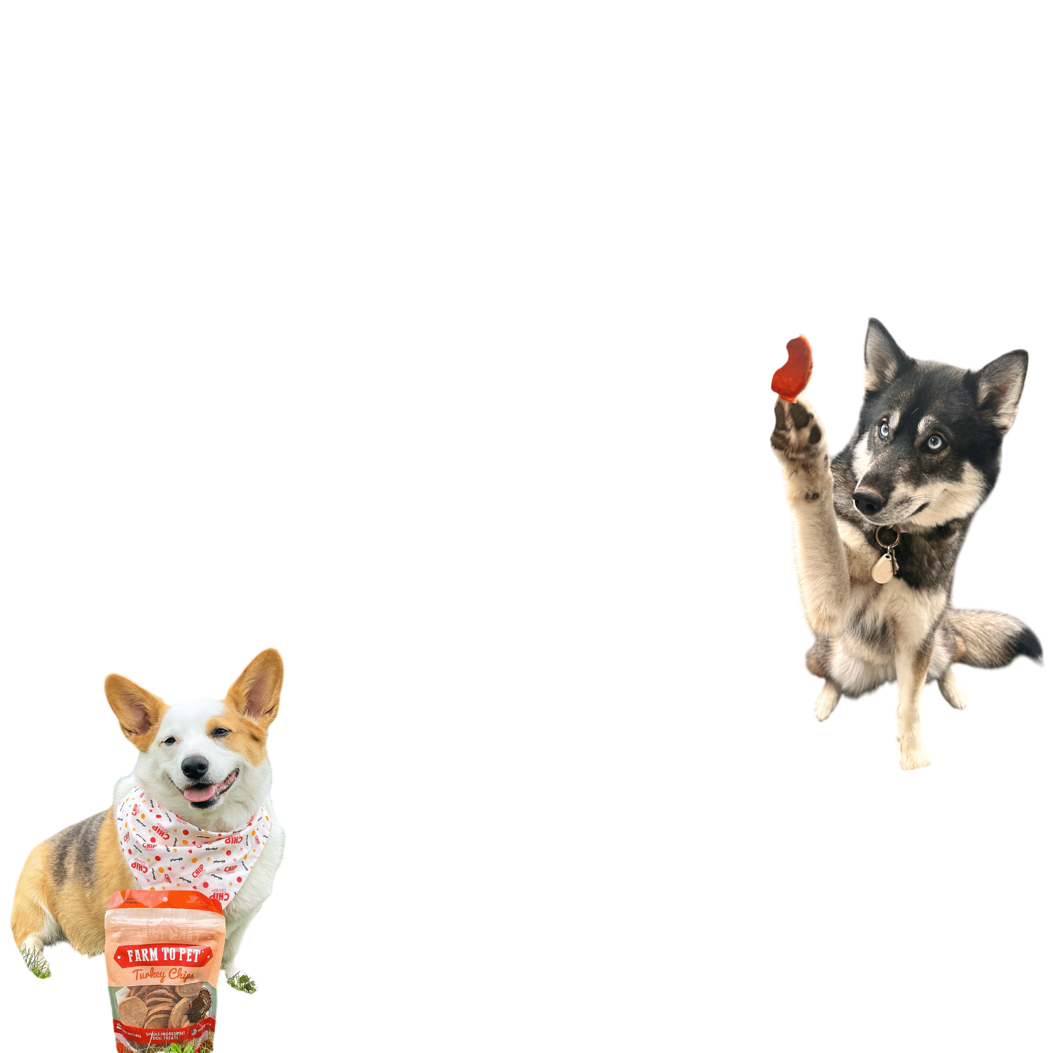 Turkey Chips for Dogs | All-Natural Single-Ingredient Healthy Dog Treats
