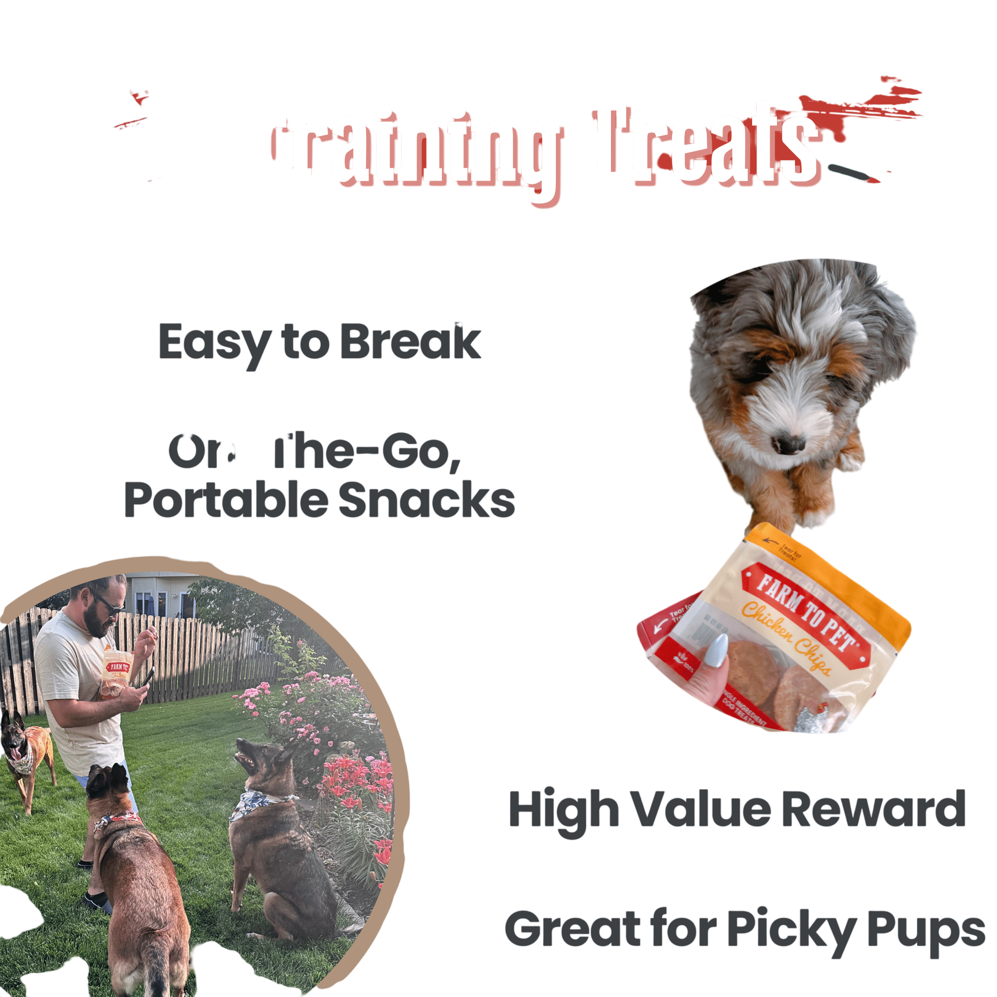 Snack Pack Dog Treat Sampler