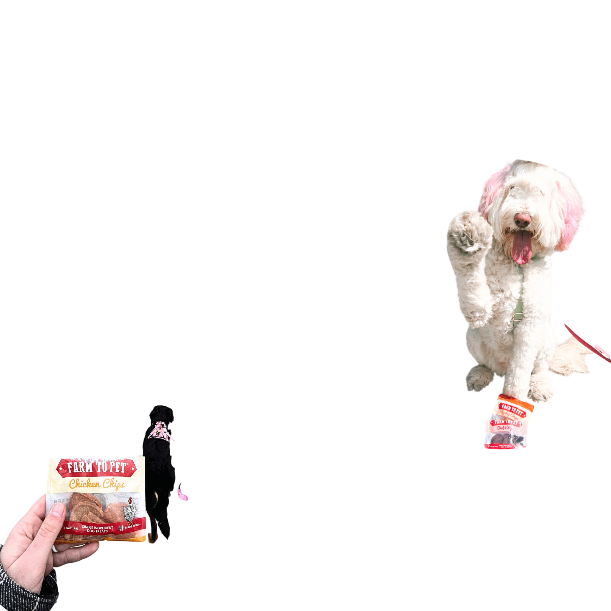 Snack Pack Dog Treat Sampler