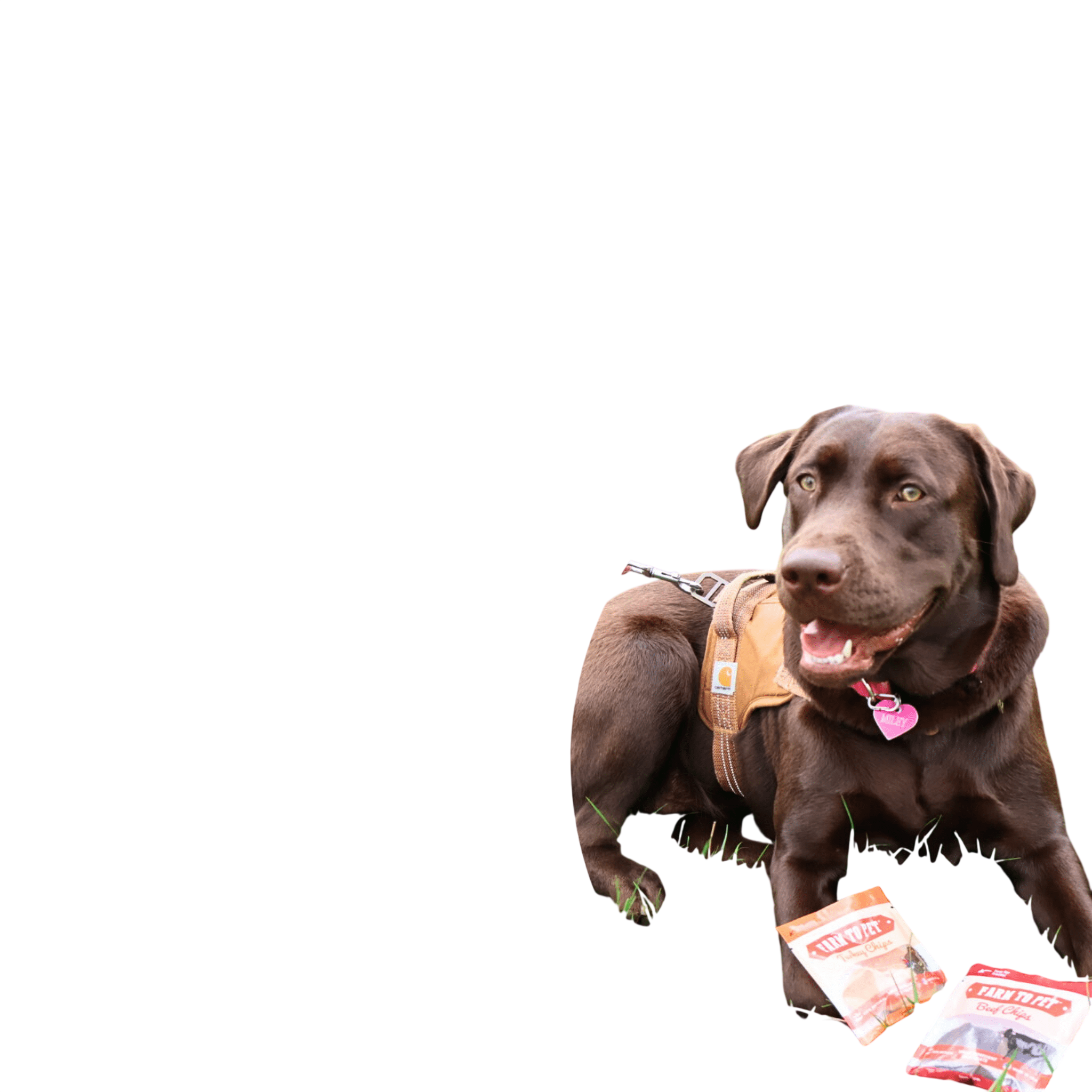 Snack Pack Dog Treat Sampler