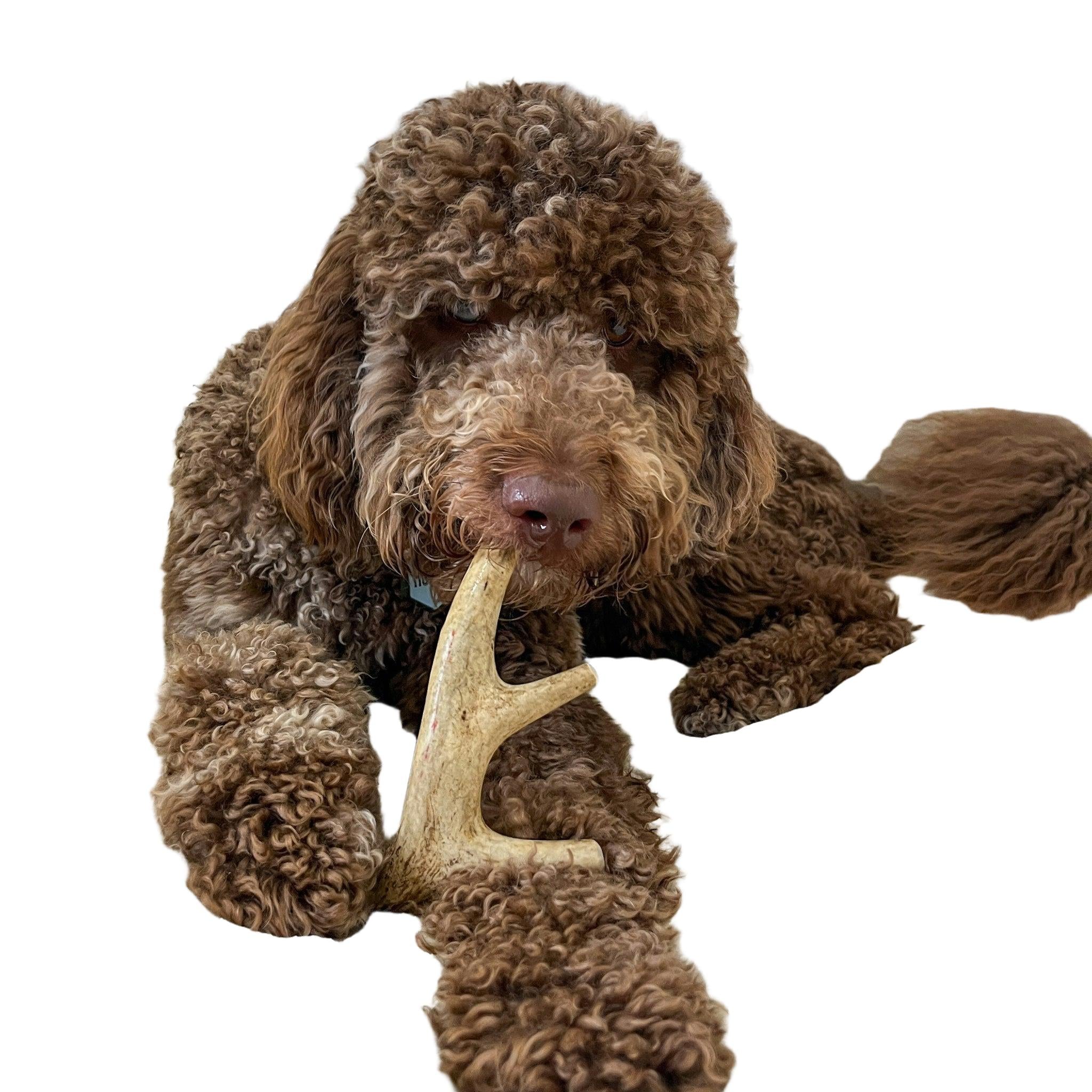 Farm to Pet Organic Whole Deer Antler Dog Chews - Large/XL
