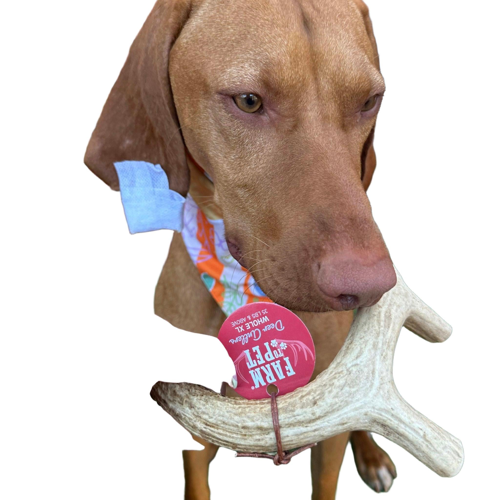 Farm to Pet Organic Whole Deer Antler Dog Chews - Large/XL