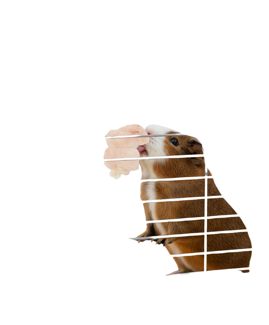 Hamster & Gerbil Bundle - Higgins Food, Lixit Bottle & Salt Rope