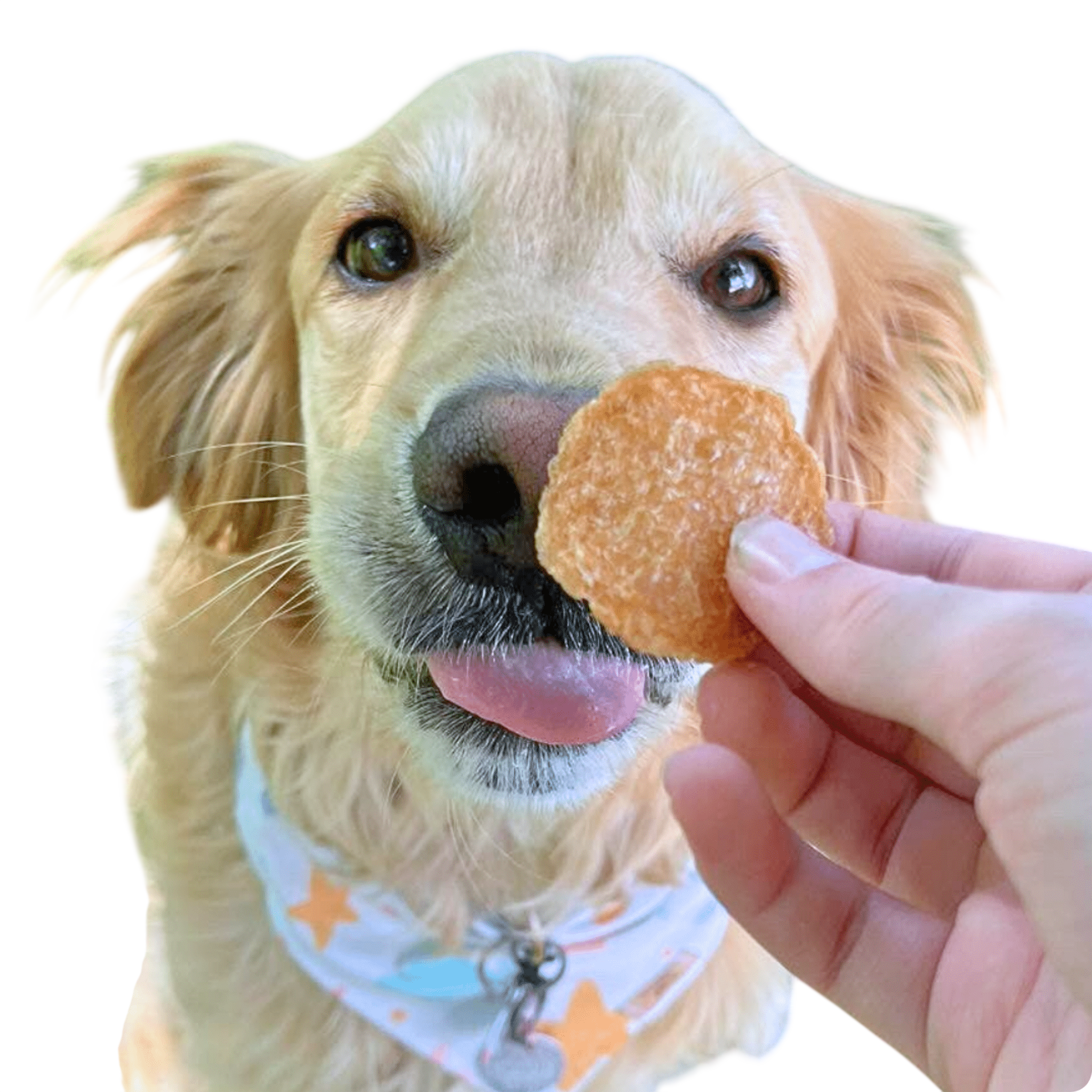 Chicken Chips for Dogs | All-Natural Single-Ingredient Dog Treats