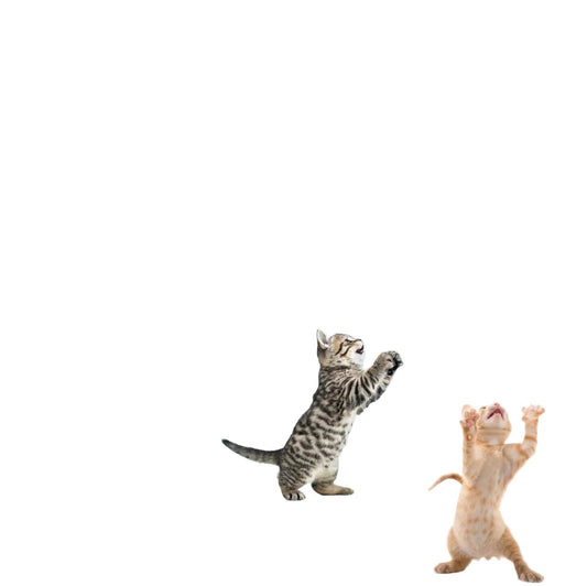 FlyChase Interactive Hanging Bird Cat Toy - Electric Door Mount