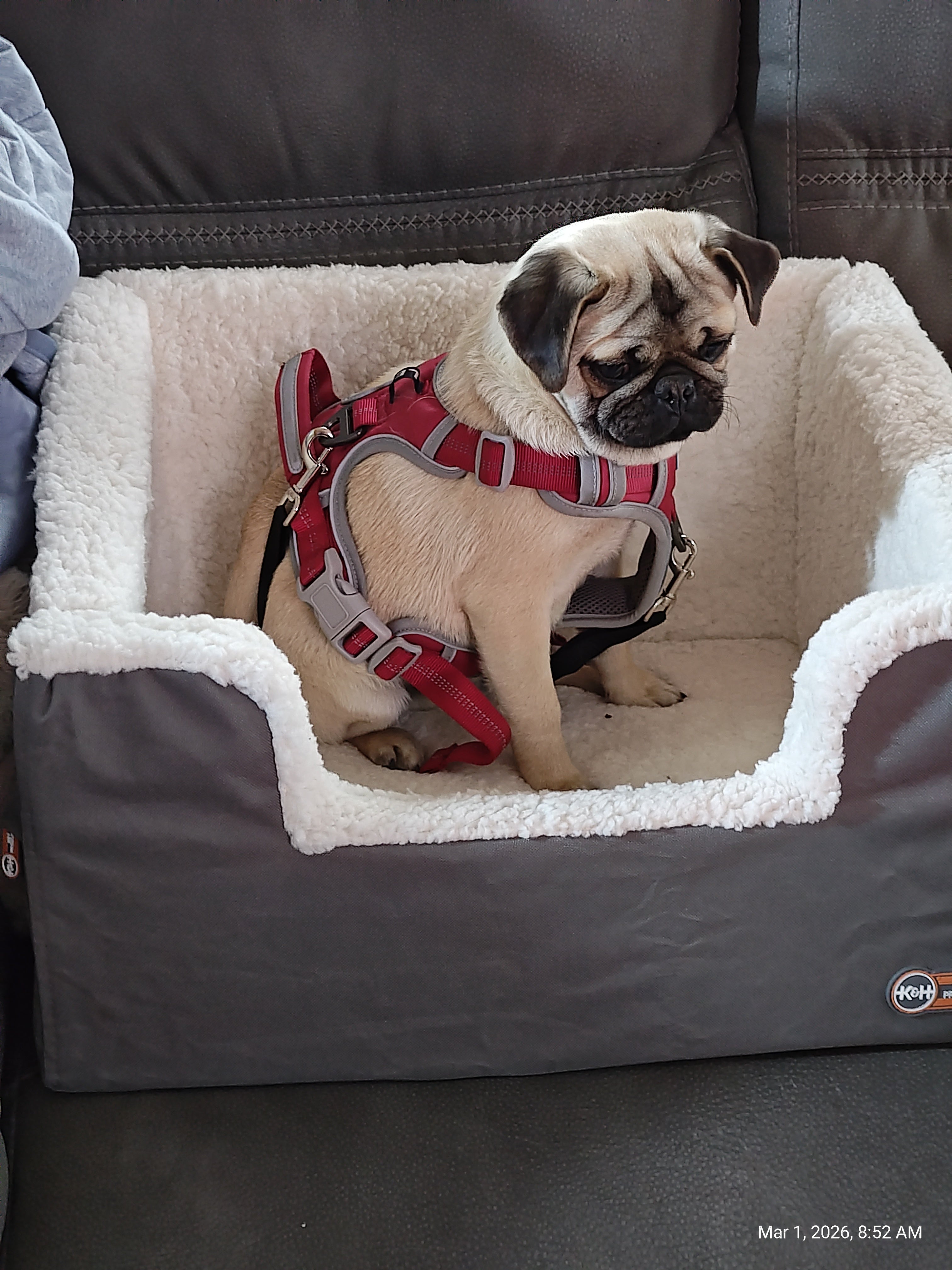 K&H Rectangle Pet Booster Pet Dog Car Seat - Large Grey