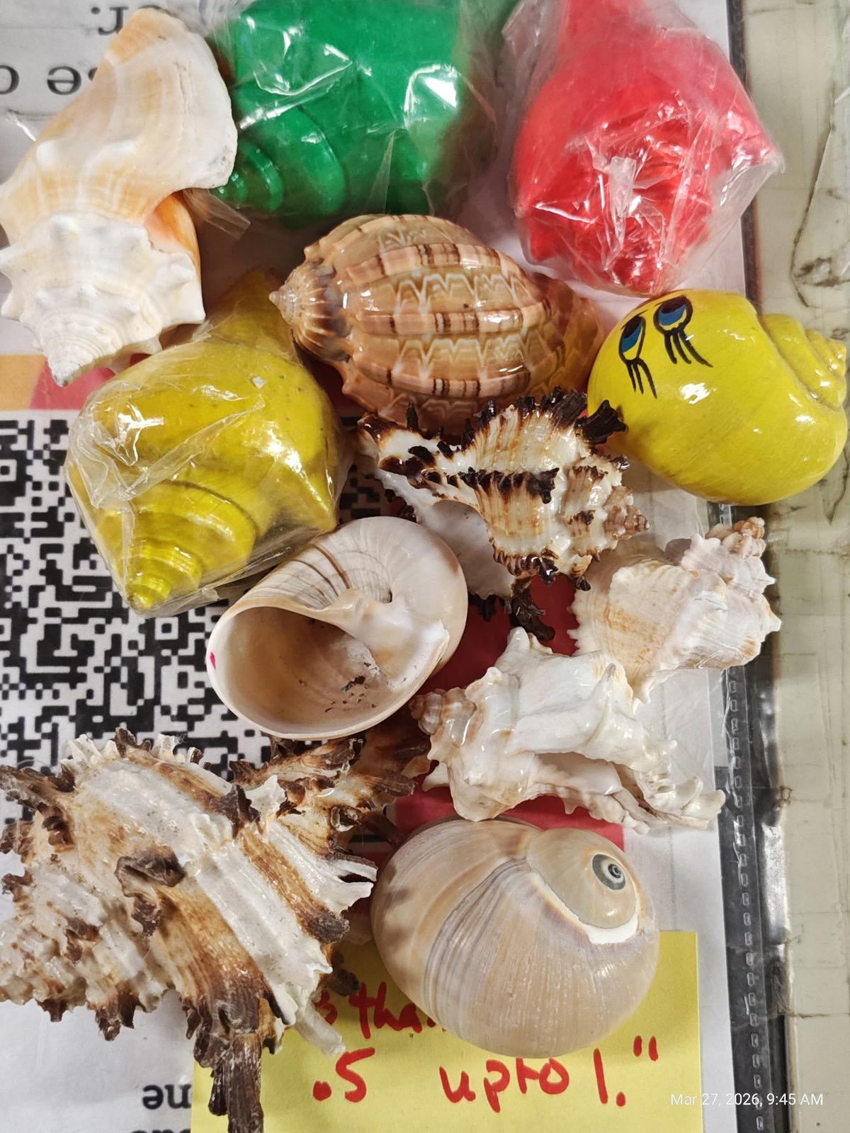 Hermit crab Shells .5 to 1 inch Assorted 12 Pack