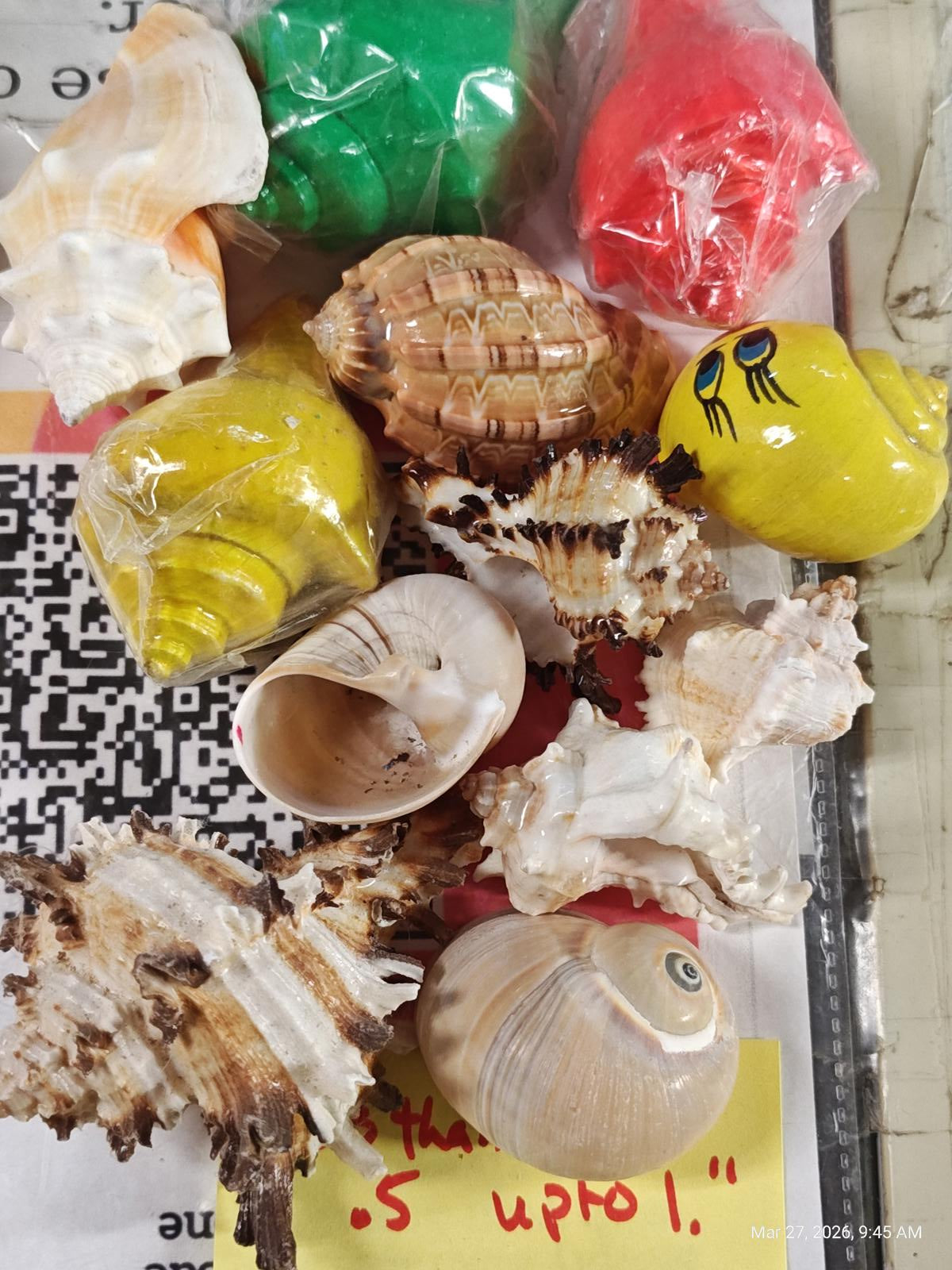 Hermit crab Shells .5 to 1 inch Assorted 12 Pack