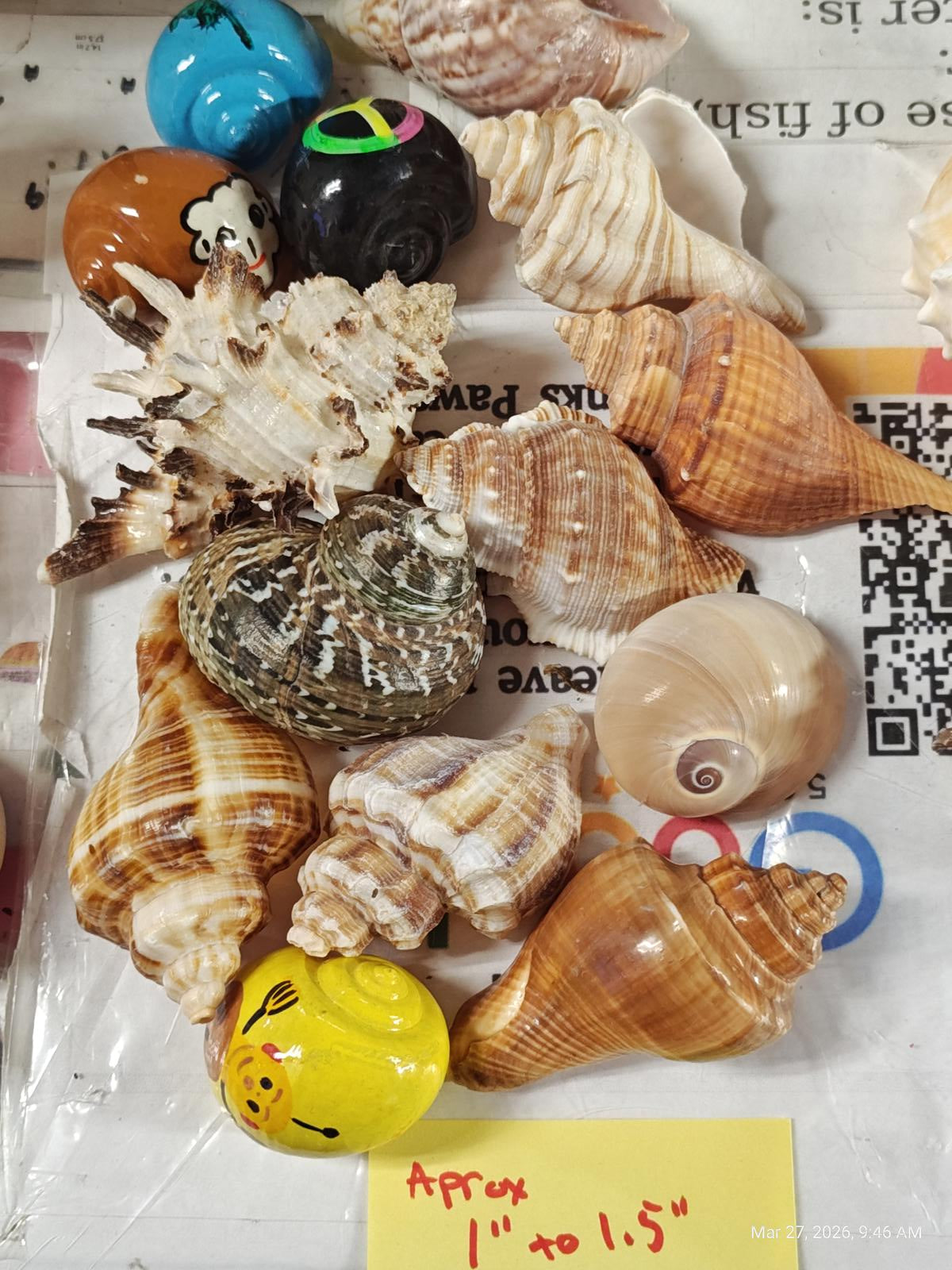 Hermit crab Shells 1 to 1.5  inch Assorted 14 Pack