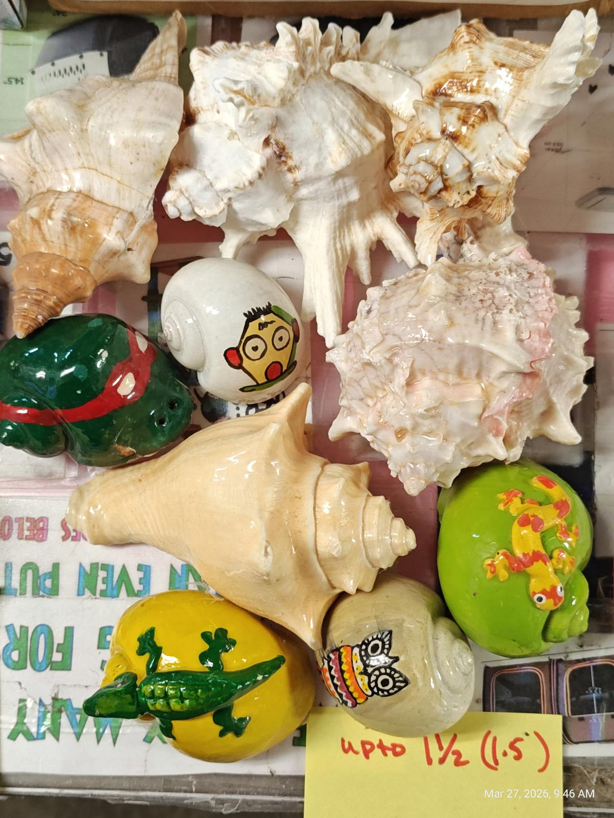 Hermit crab Shells solid 1.5 FANCY inch Assorted 10 Pack